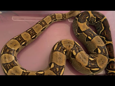 Athena is getting HUGE!!!!!