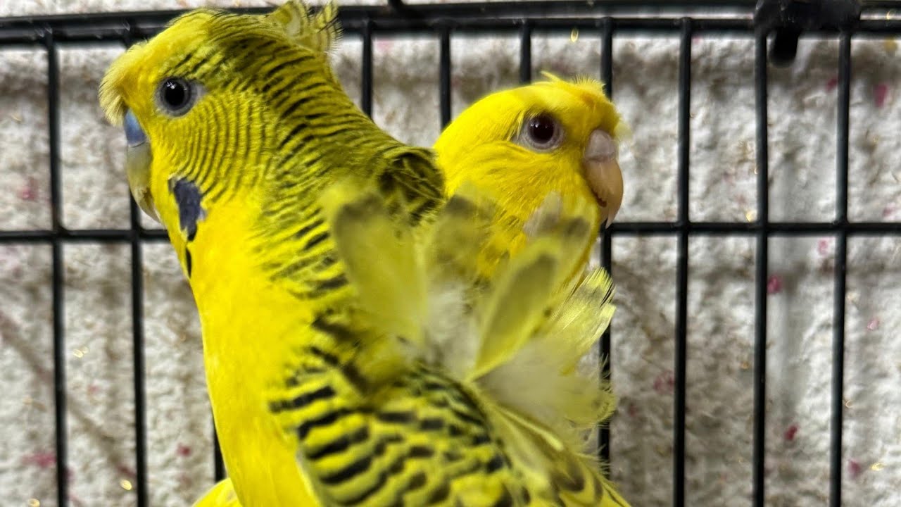 budgie activity vs COCOTAIL 👆🦜🦜