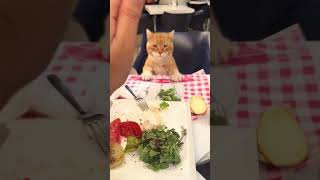 I'm sorry for real..lol #cat #funny #pets