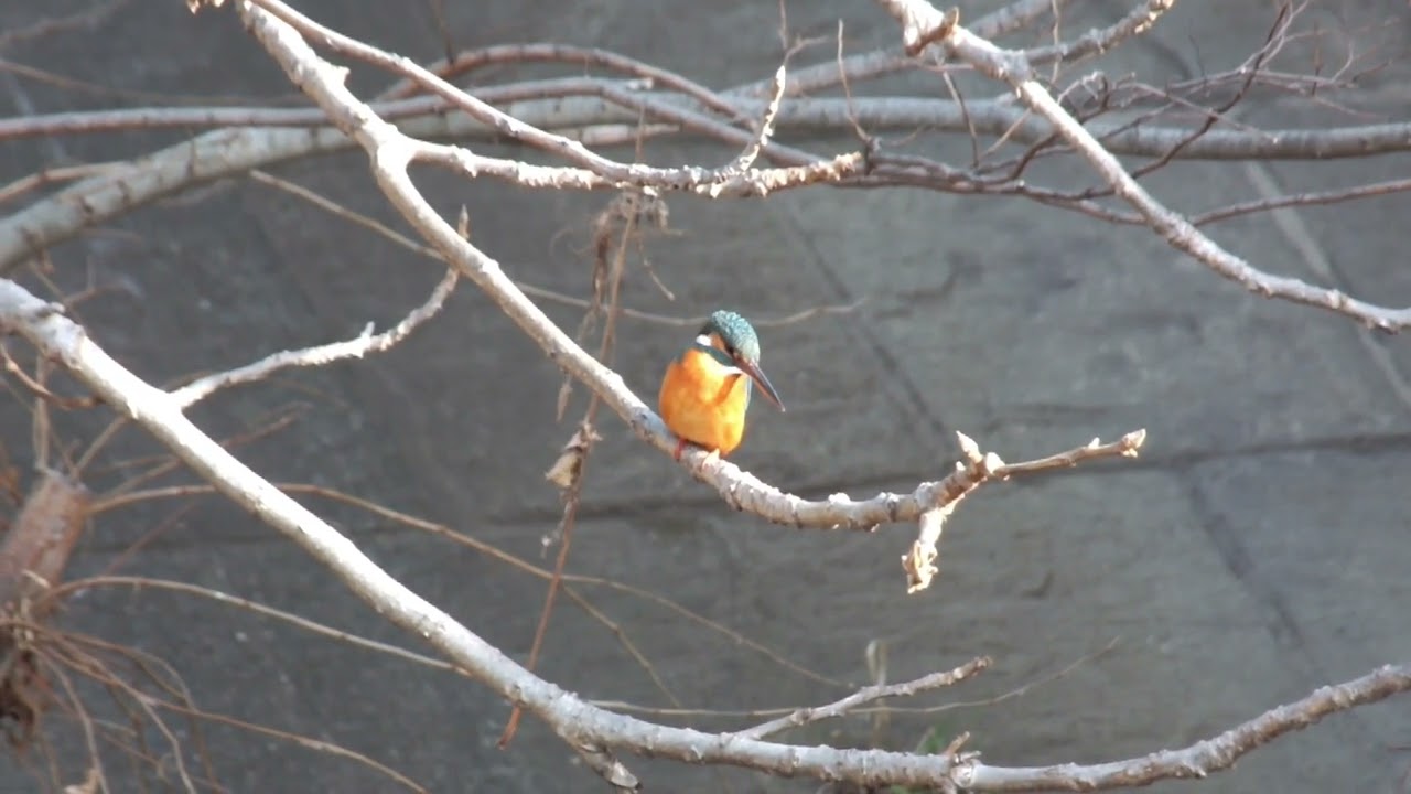 カワセミ動画その234(k2026 01 15 v) - YouTube