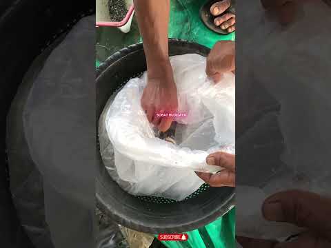 IKAN NILA BIBIT KECIL #ikannila #ikan #ikannilamerah #ikannilabesar #ikannilababon #tambak