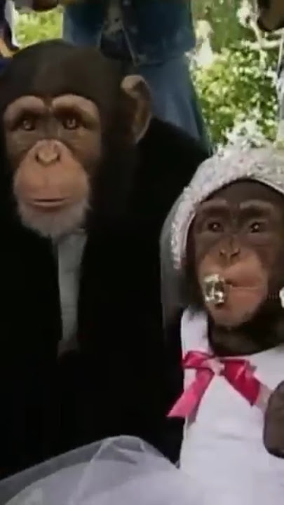 💒 Kidsongs 🤵 Baby Animals 👰 The Wedding Lovers 💗 (I'm Coming Out) 🌼