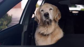 Subaru: Dog Tested. Dog Approved. Houston, TX | Gillman Subaru North