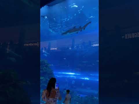 World Largest Aquarium Dubai Mall #shortsfeed #yshorts #shorts #dubaimall #dubaiaquarium #viral