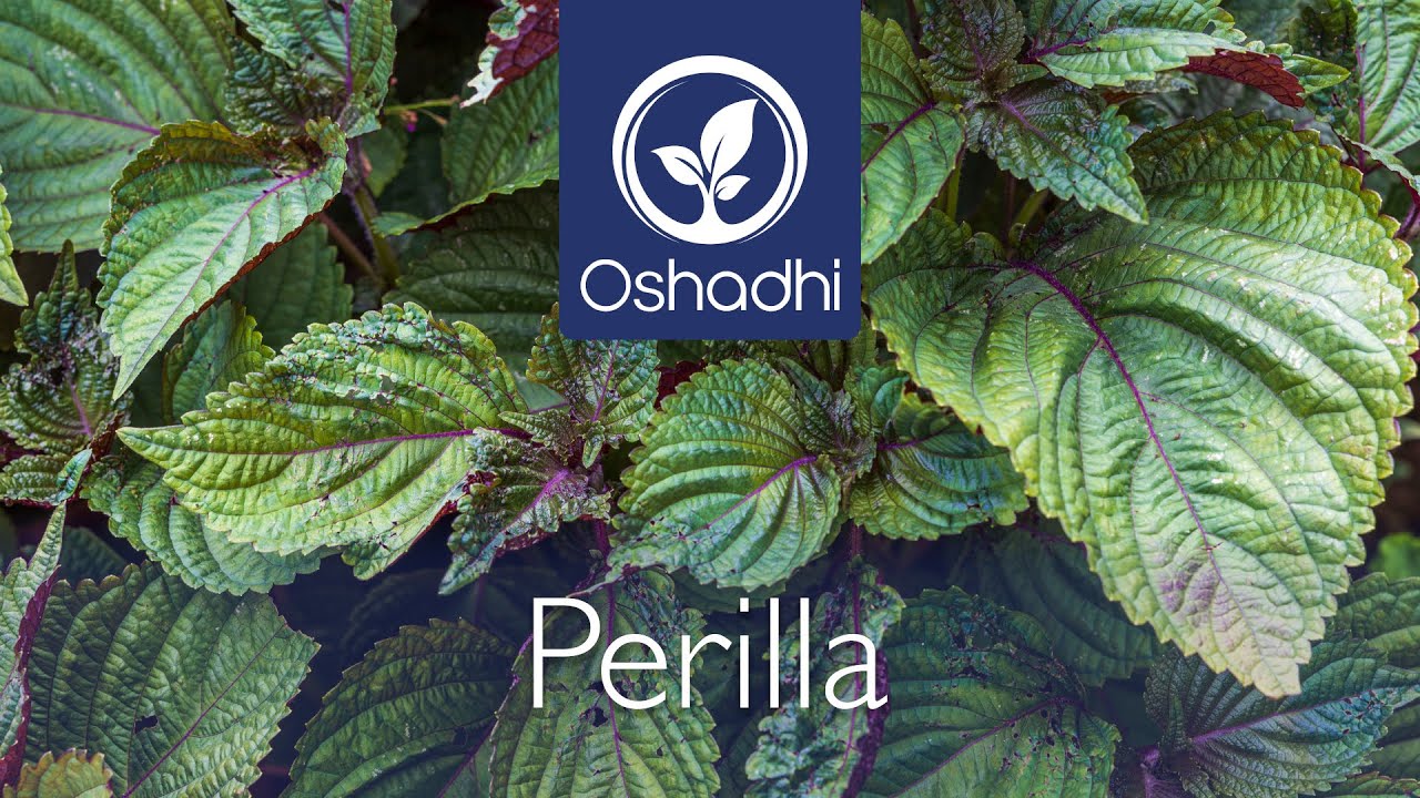Perilla (Shiso) (Perilla Frutescens) | Essential-Oil-Plant Portrait By Dr.  Malte Hozzel - Youtube