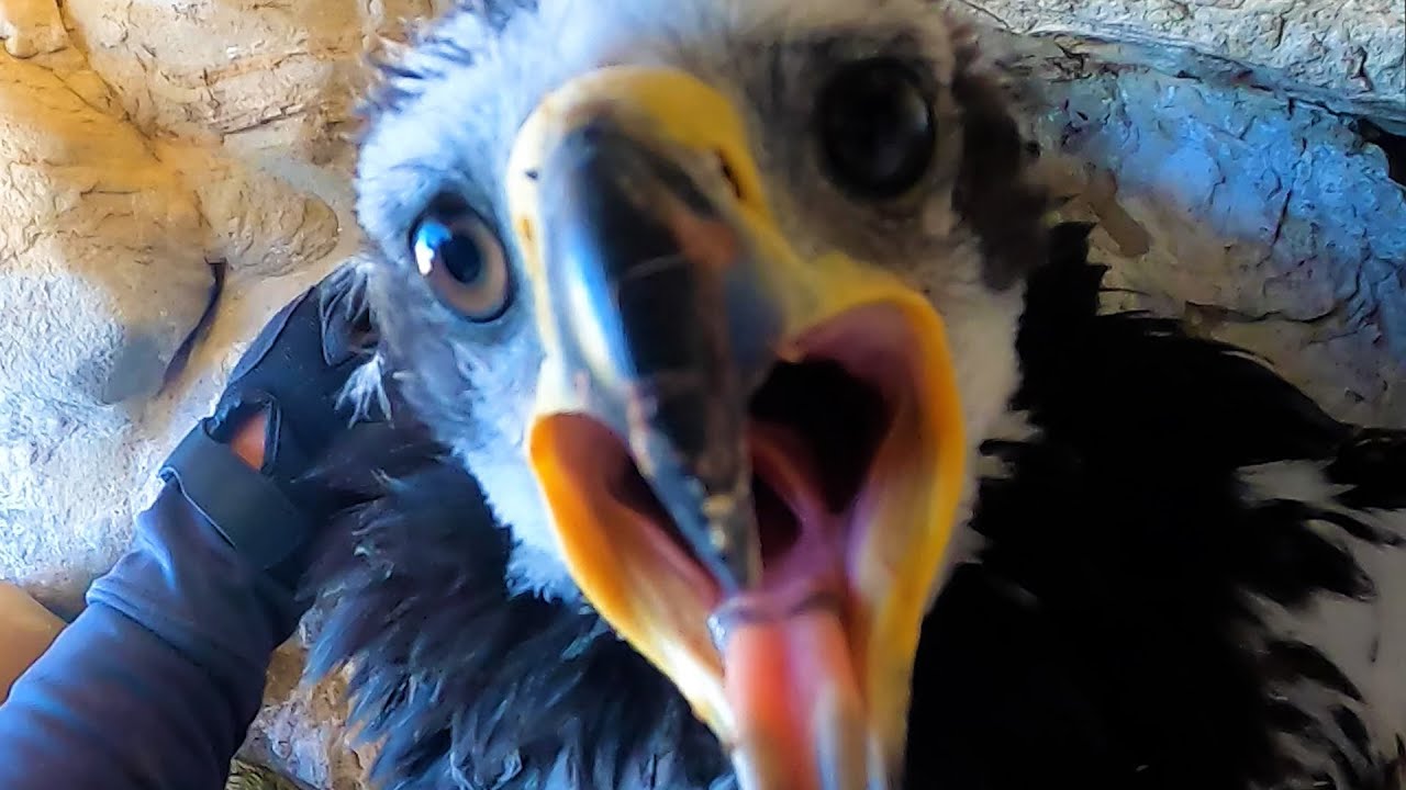 Wind energy and golden eagles collide in US West