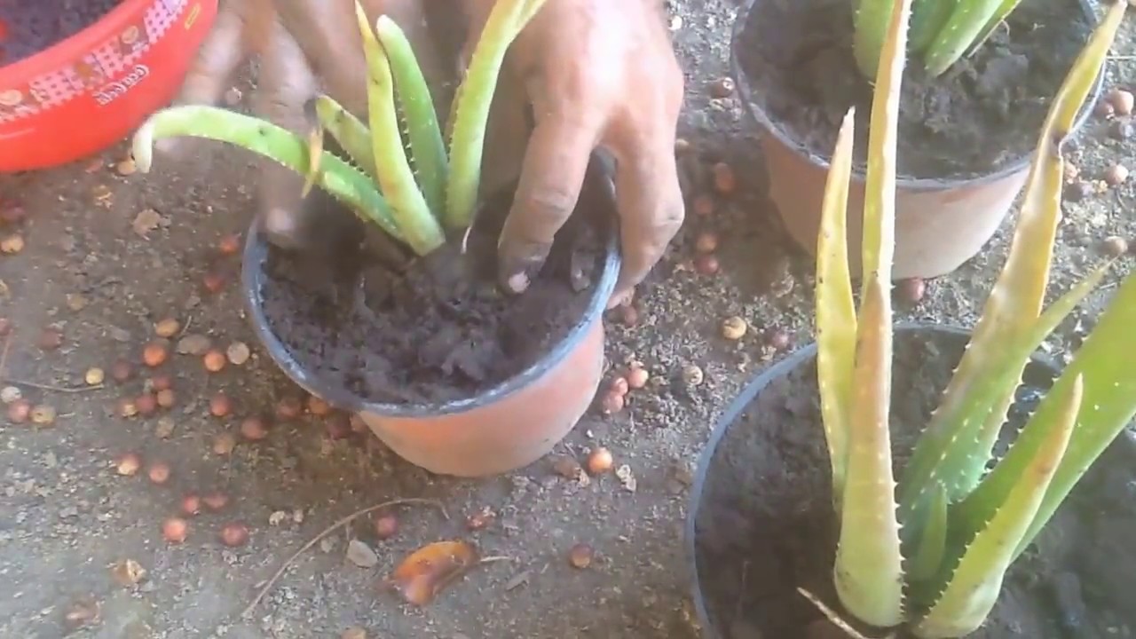 Como Revivir Una Planta De Sabila Aloe Vera Enferma Youtube