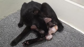 Pregnant Cat Giving Birth To Kitten First Time  Screams very Loudly