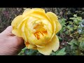 The roses at the end of autumn