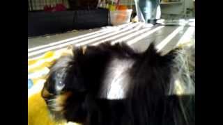 guineapigs gone wild