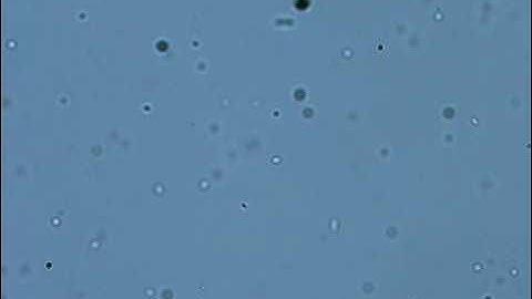 Tumbling bacteria inside microfluidic device