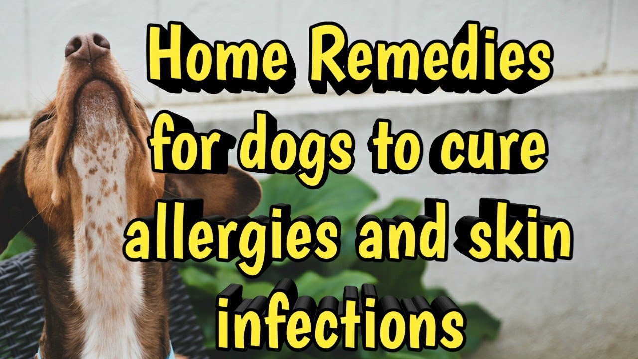 How To Cure Dog Skin Infections And Allergies Using Simple Home