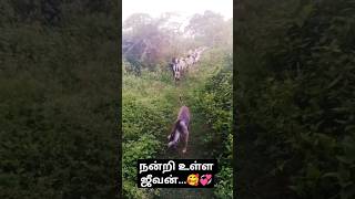 🐐🥰💞ஆடுகளுக்கு பாதுகாவலன்🐕‍🦺 #vtshorts #vtshorts