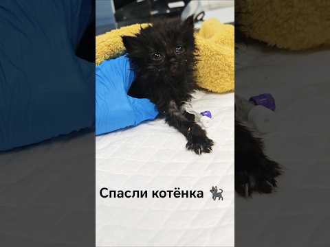 Спасли котёнка🐈⬛Живи и радуй своих хозяев❤️ #помощьбездомным #помощьживотным #спасение #кот #cat
