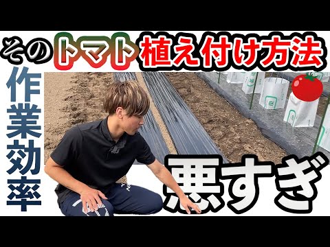 トマトの移植で失敗しない!地温15℃が成功の鍵