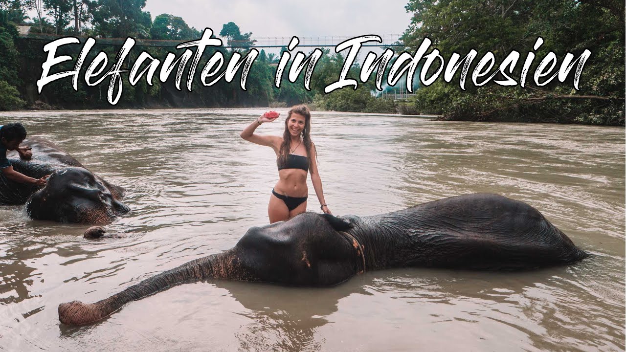 Baden mit Elefanten in Tangkahan - Sumatra Indonesien Vlog