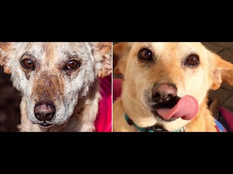 Old Street Dog Gets His Second Chance!