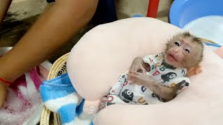 Baby Monkey DORN Sleep Near Mom Washing His Cloths