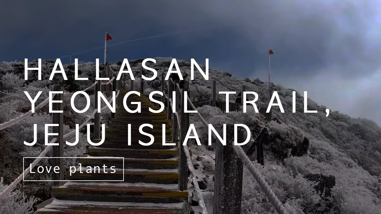 제주도 겨울, 한라산 영실코스 등산하기, Hiking Hallasan National Park Yeongsil Trail