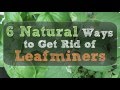 6 Natural Ways to Get Rid of Leafminers