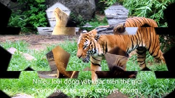 câu chuyện của loài gấu Bắc Cực - biến đổi khí hậu