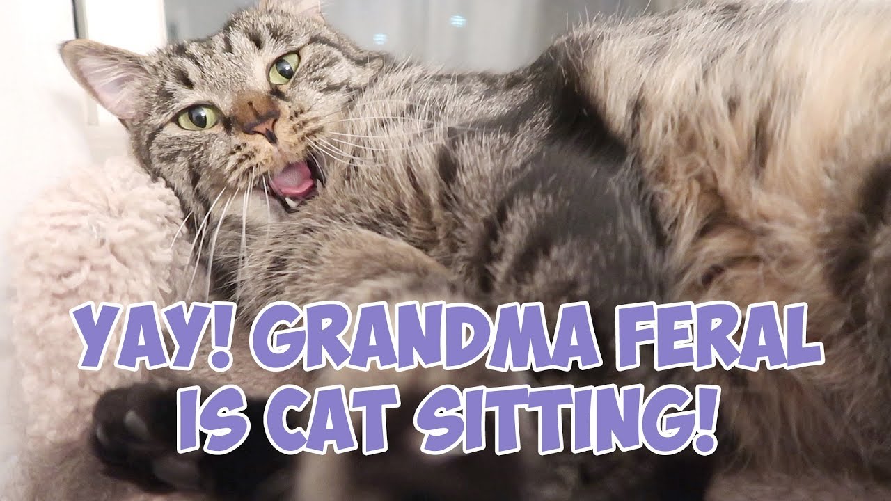 funny cats sleeping in weird positions compilation 2014 funnyplox Boo Year 2 # 177 - Mail Time, Grandma Feral Cat Sits, Flying To Nashville