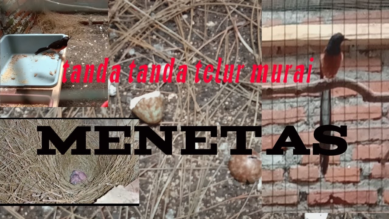 Telur murai menetas kenali tanda tandanya