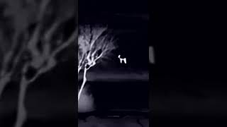 infiray affo 13 geyikler ve domuzlar beraber