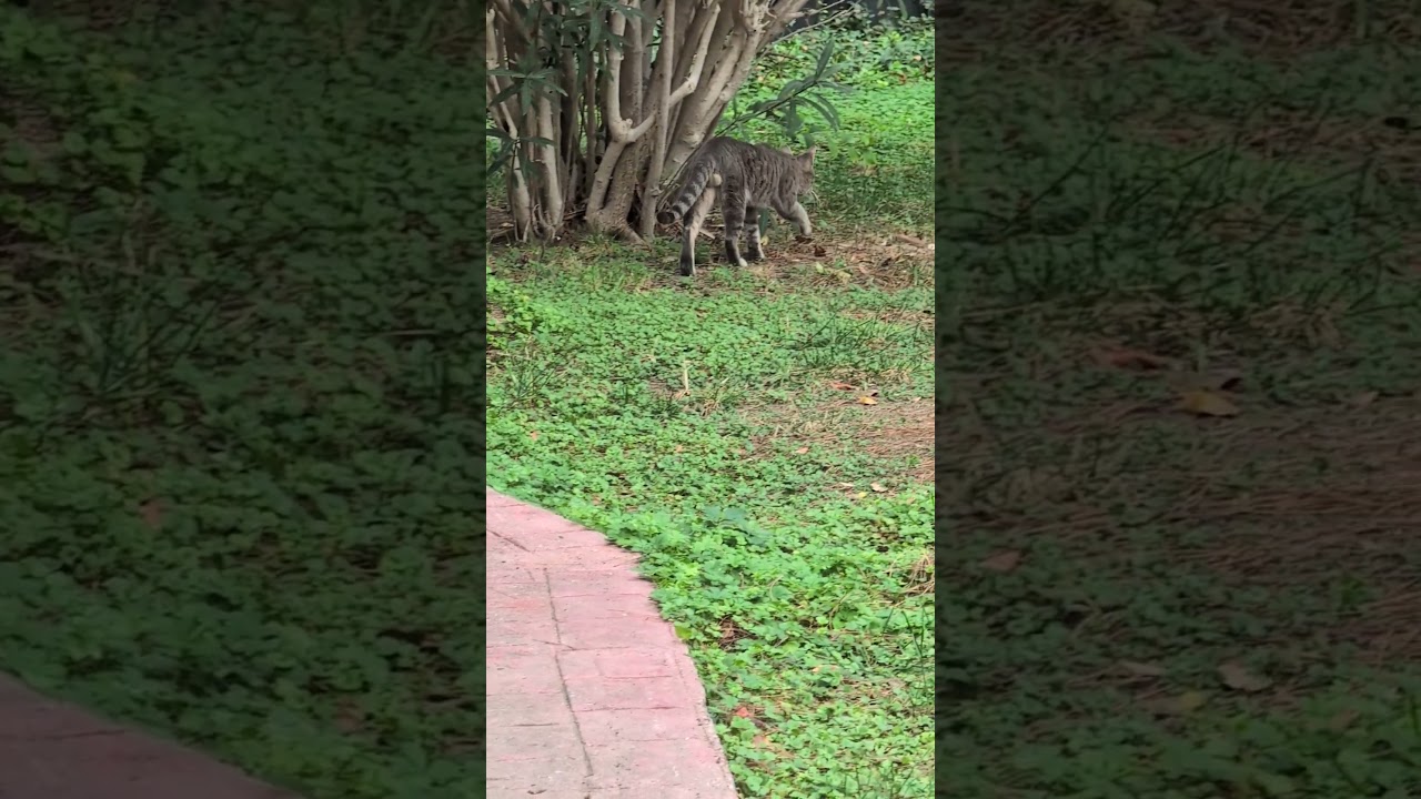 Schöner Kater auf Spaziergang