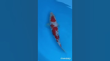 Cá koi goshiki 28cm chuẩn nhật