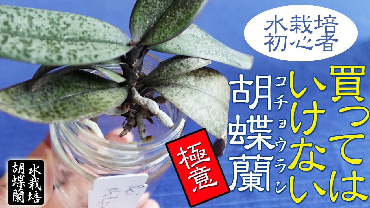 Phalaenopsis Orchids] Plants Beginners Should Avoid Buying