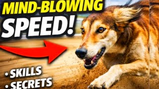 **Greyhounds: True Champions of Speed and Endurance**