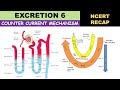 Excretion 6 | Counter current mechanism | Mechanism of concentration of Filtrate