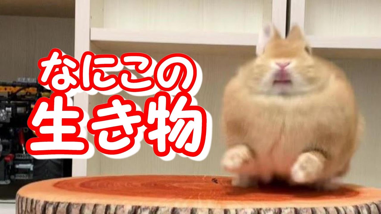 ウサギのジャンプ ダッシュに爆笑 Youtube