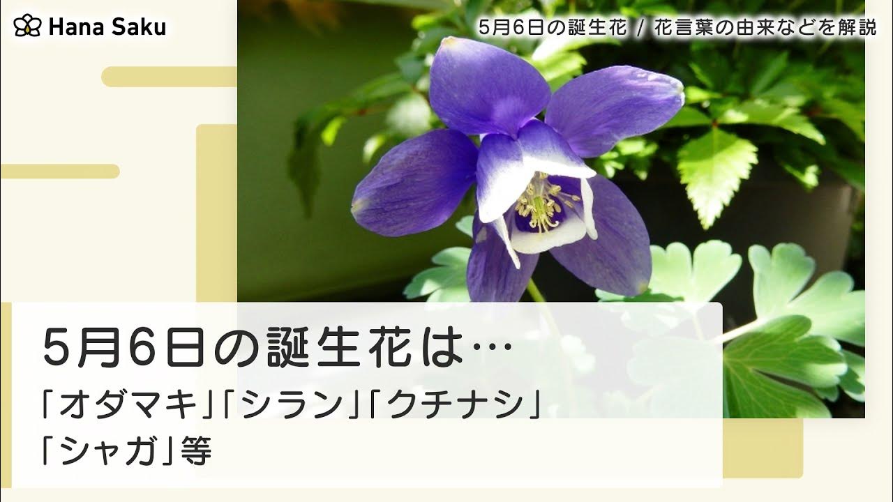 5月6日 誕生花 Youtube