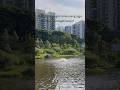 Anjir Banjir! #banjir #taman #bidadaripark #singapore