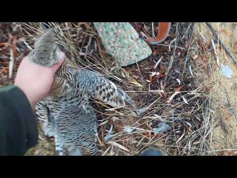 Охота с Барс 4-1 кал. 223 rem.