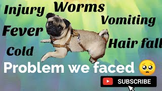 pug Health Issues we faced /pug maintenance #pugtamil #pugpuppy