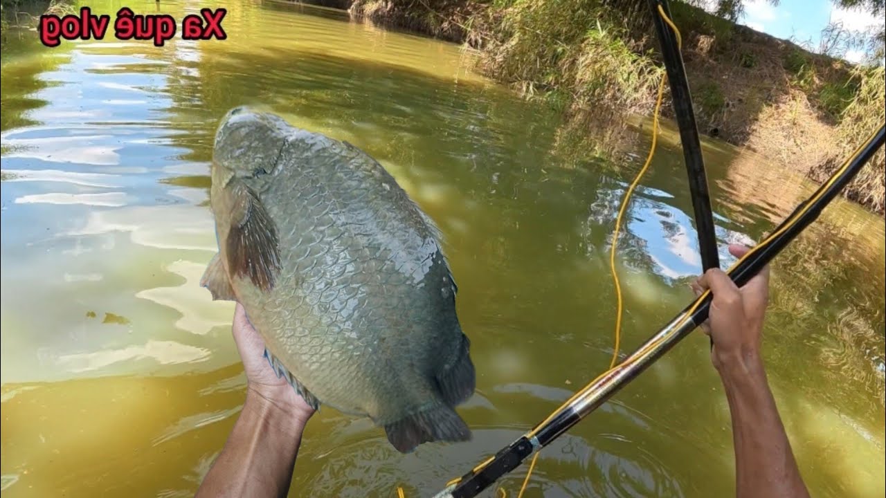 Chích cá đồng trên con sông nước lủ đã Rút | XA QUÊ VLOG 