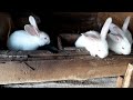 Кролики: найменші☘🐇🐇🐇☘ і старшуни🍀🐰🐰🐰🍀