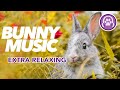 Musique pour les lapins pour les rendre heureux  apaise lanxit 