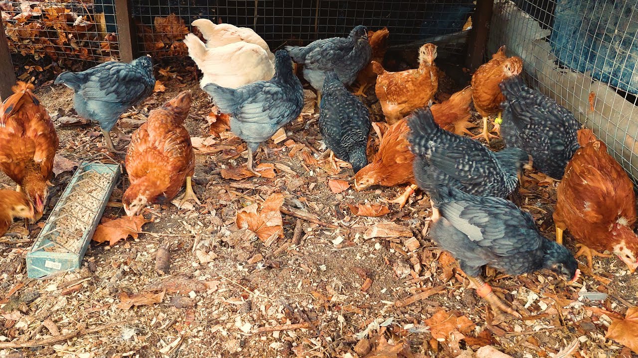 Kuřata poprvé venku z kurníku / králíčky uvidíte také