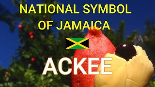 ACKEE- National Symbol of Jamaica| Jamaica National Fruit- What is ackee? | #JAMAICA