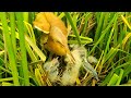 Birds Feeding Babies | The Little Ones are Pitiful Because They are Weak Unable To Grab Food