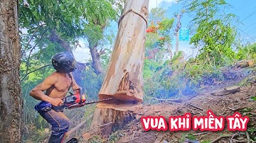 Vua Khỉ cưa hạ gốc cây Bạch Đàn siêu to (2/2).