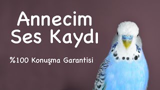 Annecim Ses Kaydı  %100 Konuşma Garantisi | 1 Ay Sonra Kuşunuz Konuşacak