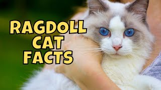 10 Fun Facts About Ragdoll Cats