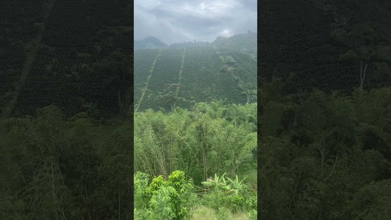 Coffee trees and bamboo groves  