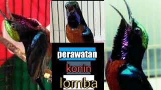 cara merawat konin dari bahan sampai siap lomba