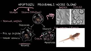 Apoptozis (Biyoloji / Hücreler)